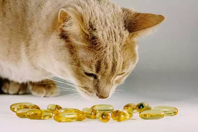 manfaat minyak ikan untuk kucing