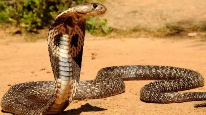 manfaat darah ular kobra