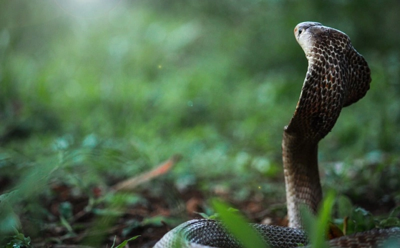 manfaat darah ular kobra