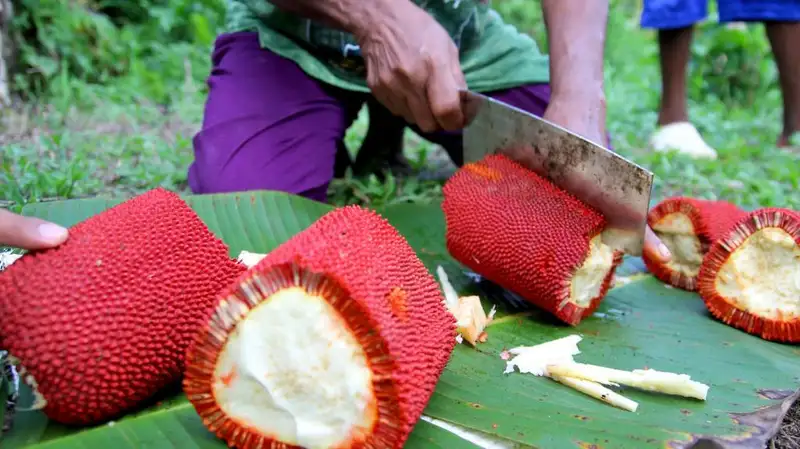 manfaat buah merah papua