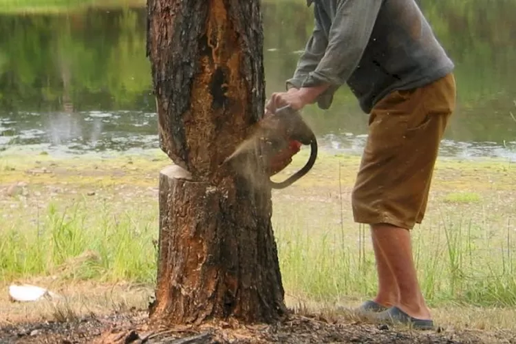 Memotong atau mencabut pohon