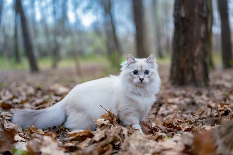 cara mencari kucing hilang