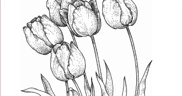 sketsa bunga tulip
