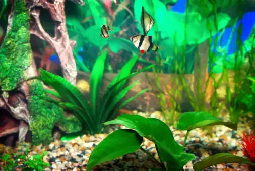 tanaman air aquarium