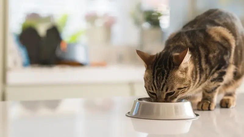 kucing tidak mau makan