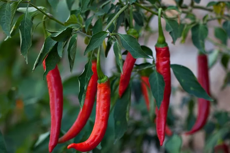 pupuk untuk cabe baru tanam