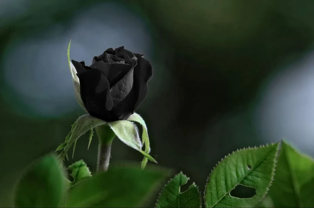arti mawar hitam