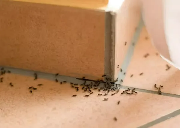 pertanda banyak semut di rumah