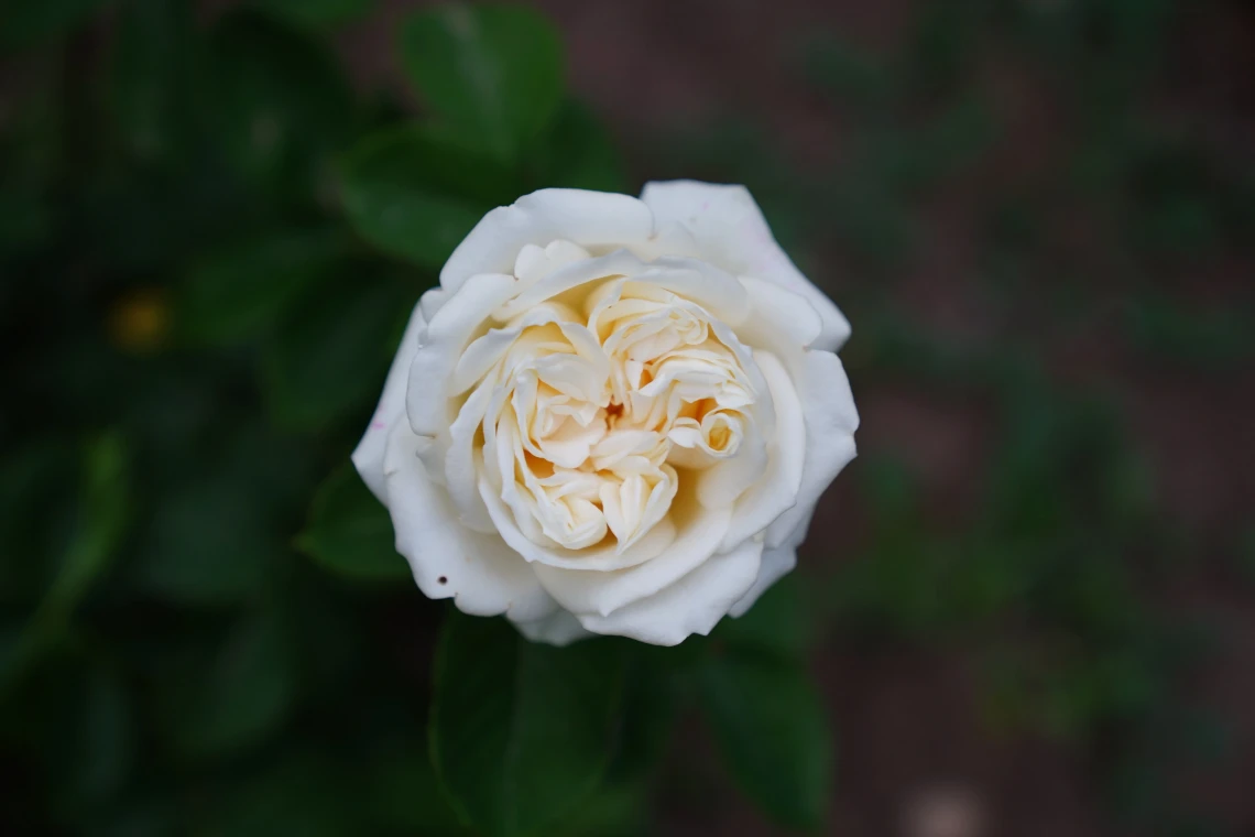 makna bunga mawar putih