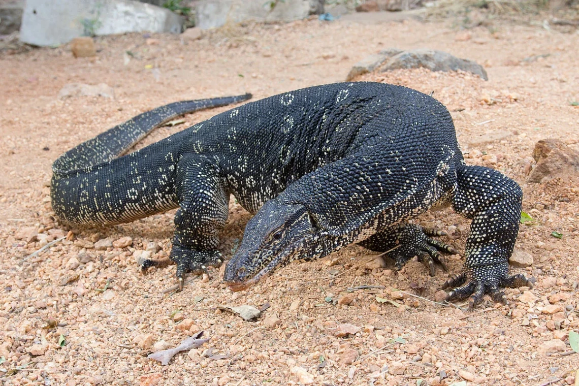 manfaat minyak biawak