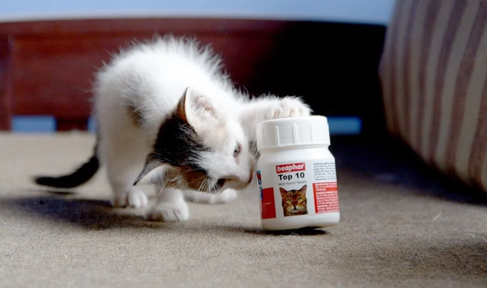 vitamin penggemuk kucing
