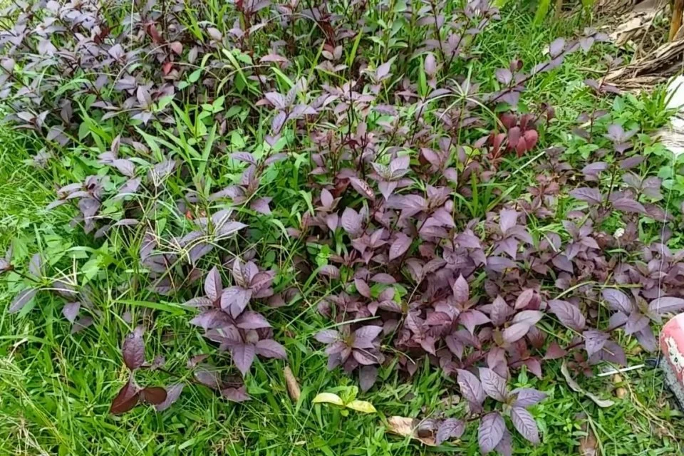 daun ungu