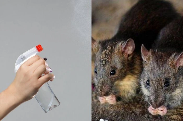 cara membuat parfum pengusir tikus