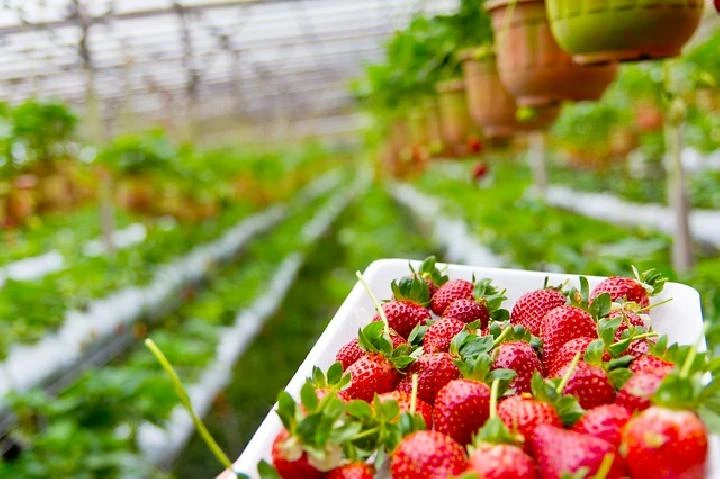 kebun strawberry malang