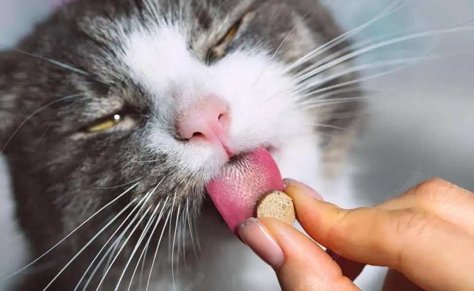 Cara mengobati kucing flu